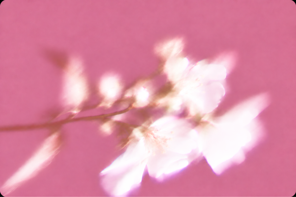 Soft pink blossoms